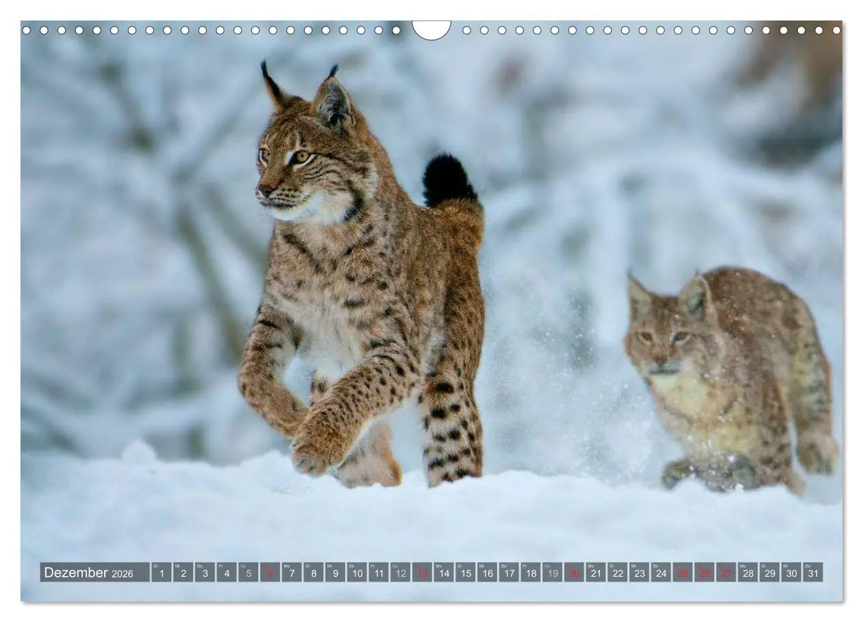 Bild: 9783516213034 | Der Luchs - Dem Pinselohr auf der Spur (Wandkalender 2026 DIN A3...