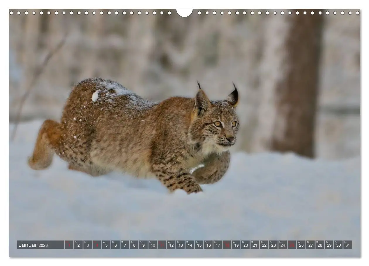 Bild: 9783516213034 | Der Luchs - Dem Pinselohr auf der Spur (Wandkalender 2026 DIN A3...