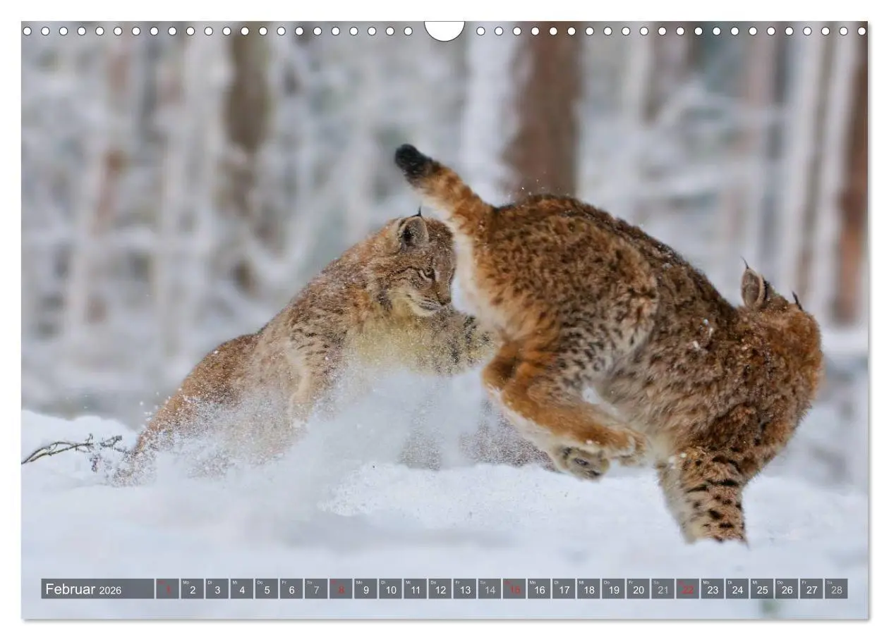 Bild: 9783516213034 | Der Luchs - Dem Pinselohr auf der Spur (Wandkalender 2026 DIN A3...