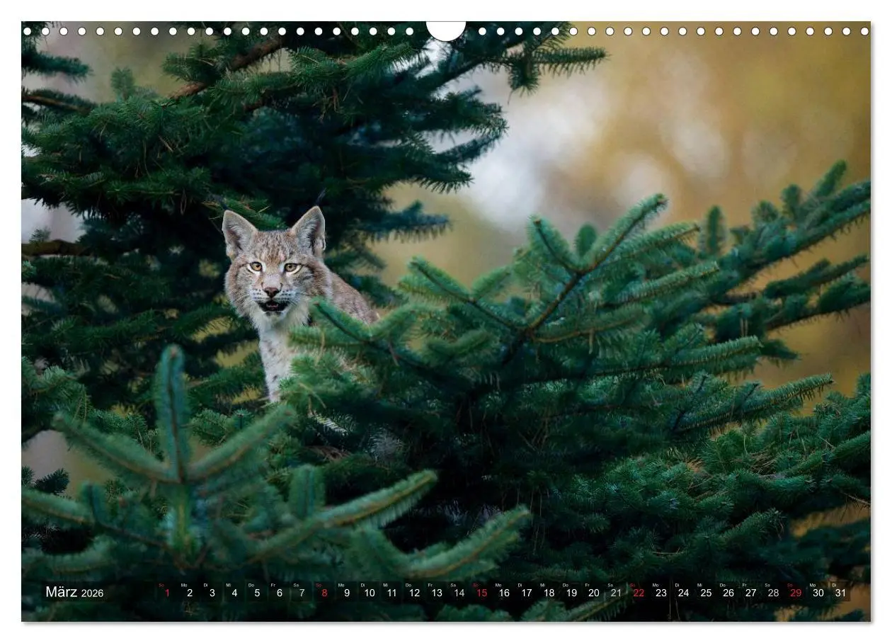 Bild: 9783516213034 | Der Luchs - Dem Pinselohr auf der Spur (Wandkalender 2026 DIN A3...