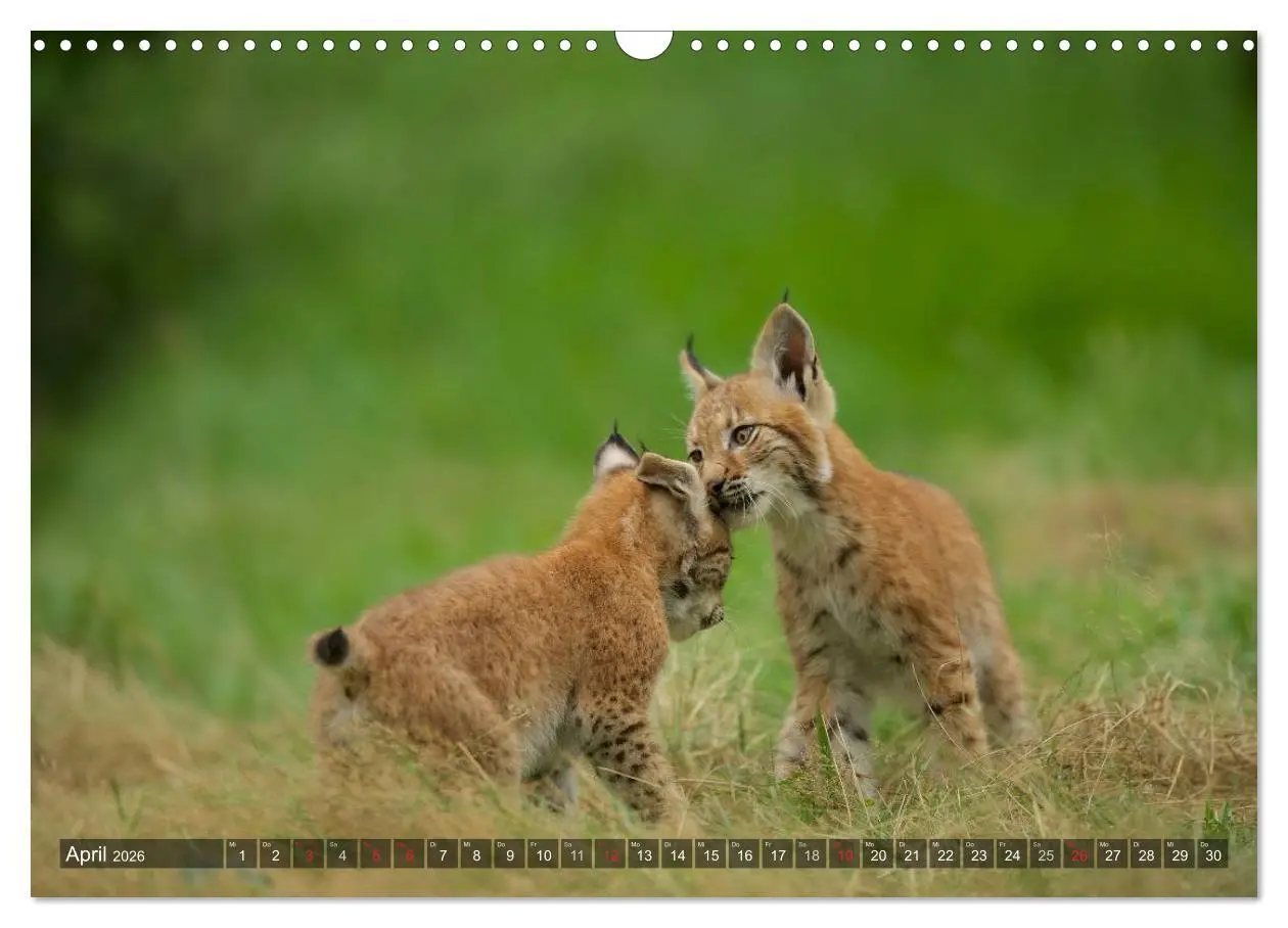 Bild: 9783516213034 | Der Luchs - Dem Pinselohr auf der Spur (Wandkalender 2026 DIN A3...