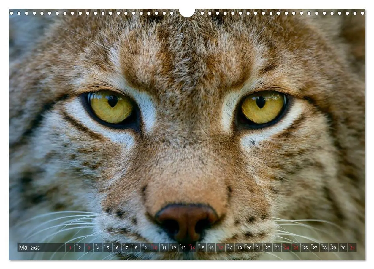 Bild: 9783516213034 | Der Luchs - Dem Pinselohr auf der Spur (Wandkalender 2026 DIN A3...