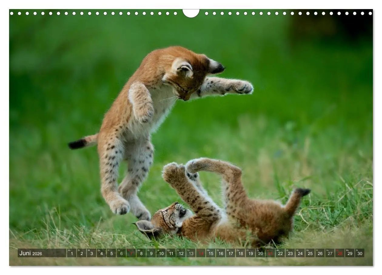 Bild: 9783516213034 | Der Luchs - Dem Pinselohr auf der Spur (Wandkalender 2026 DIN A3...