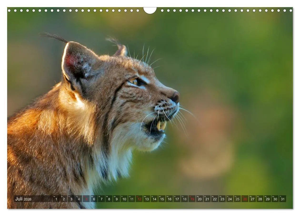 Bild: 9783516213034 | Der Luchs - Dem Pinselohr auf der Spur (Wandkalender 2026 DIN A3...