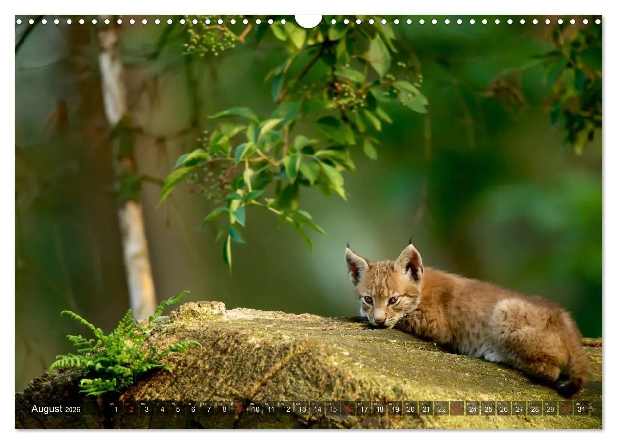 Bild: 9783516213034 | Der Luchs - Dem Pinselohr auf der Spur (Wandkalender 2026 DIN A3...