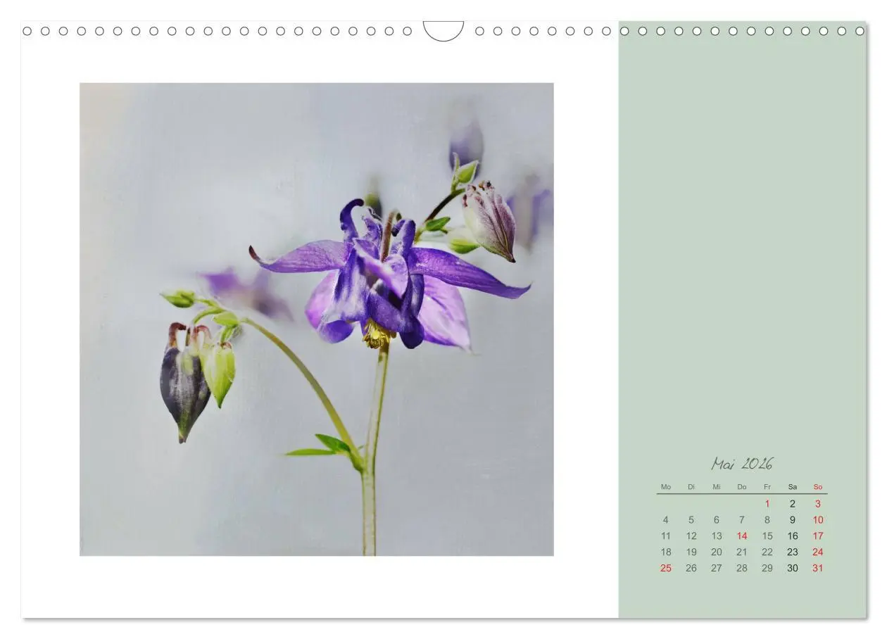Bild: 9783516203134 | Blütenträume (Wandkalender 2026 DIN A3 quer), CALVENDO Monatskalender