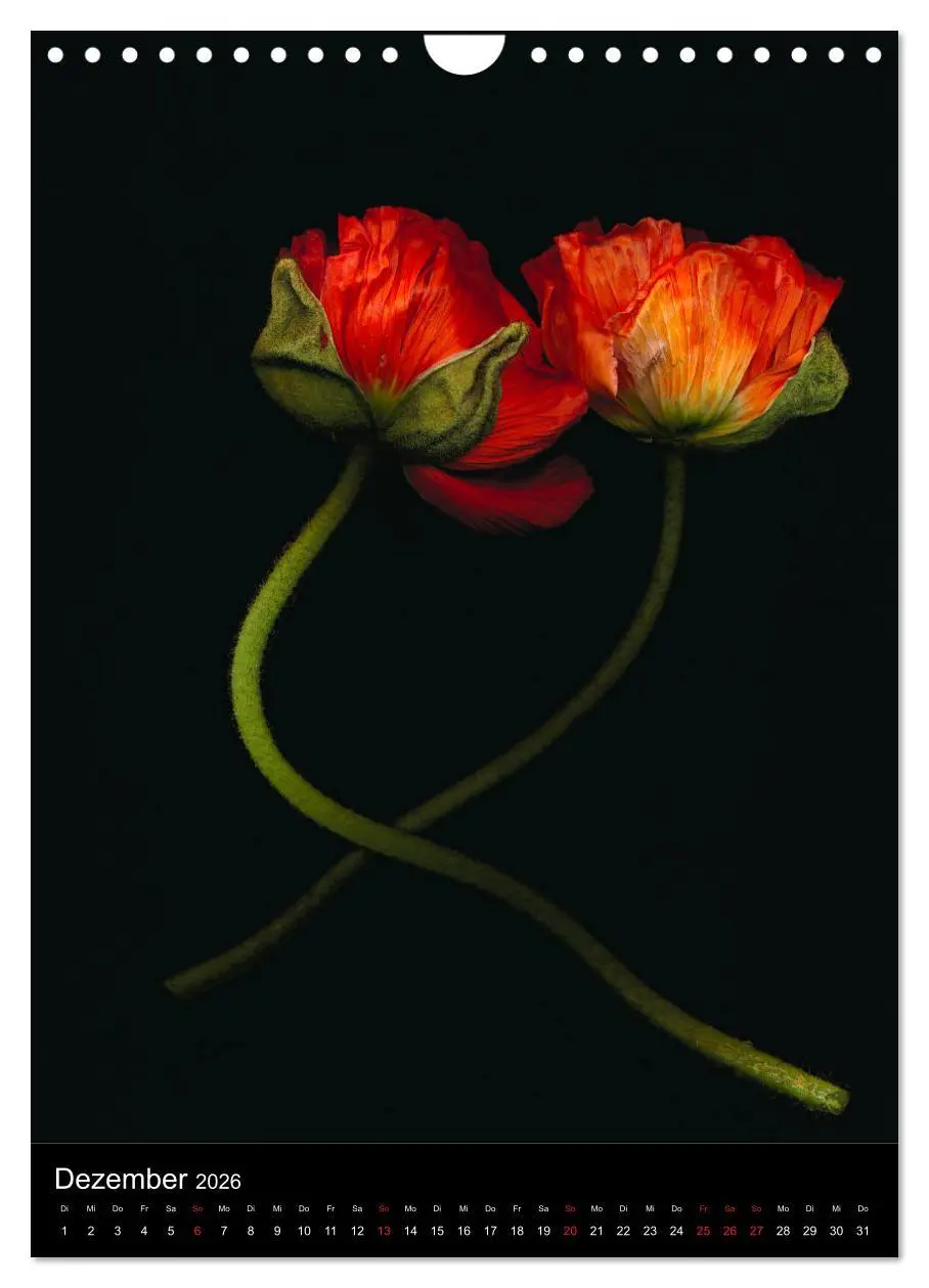 Bild: 9783516373134 | Blumen bei Nacht (Wandkalender 2026 DIN A4 hoch), CALVENDO...