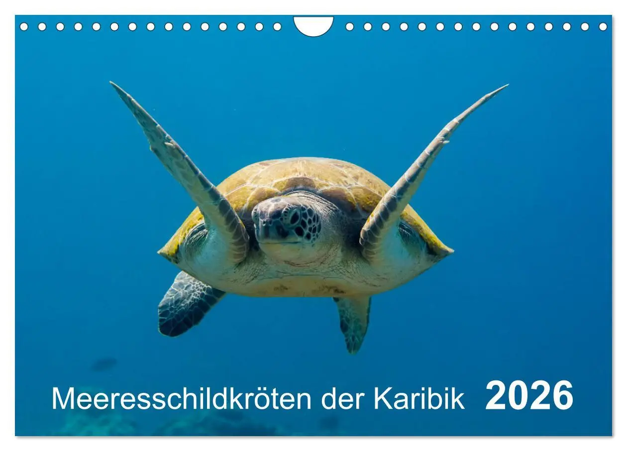 Cover: 9783457893234 | Meeresschildkröten der Karibik (Wandkalender 2026 DIN A4 quer),...