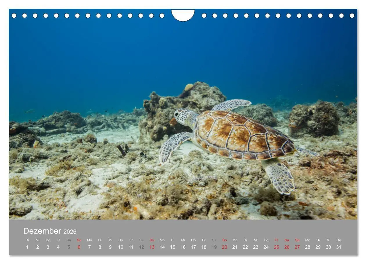 Bild: 9783457893234 | Meeresschildkröten der Karibik (Wandkalender 2026 DIN A4 quer),...