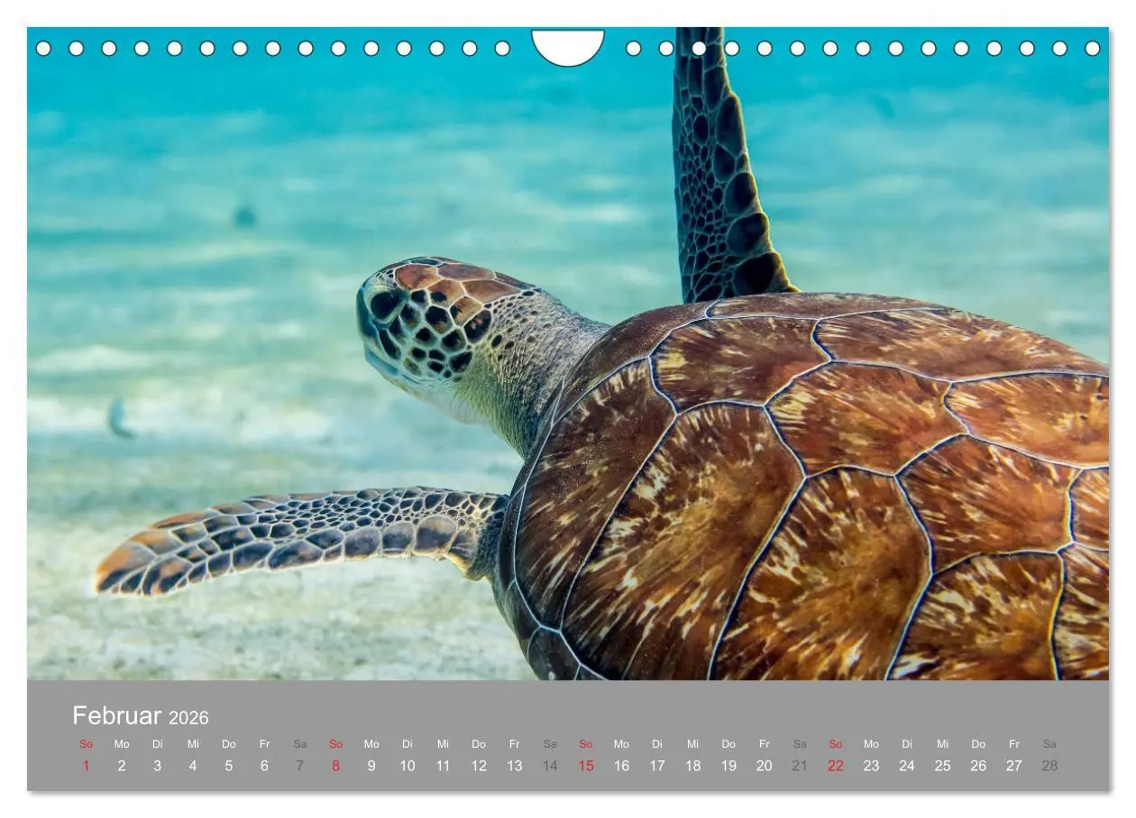 Bild: 9783457893234 | Meeresschildkröten der Karibik (Wandkalender 2026 DIN A4 quer),...