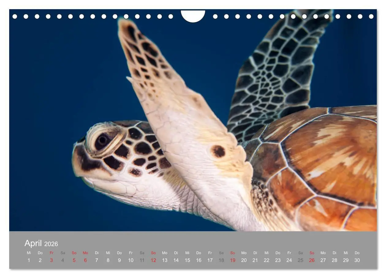 Bild: 9783457893234 | Meeresschildkröten der Karibik (Wandkalender 2026 DIN A4 quer),...