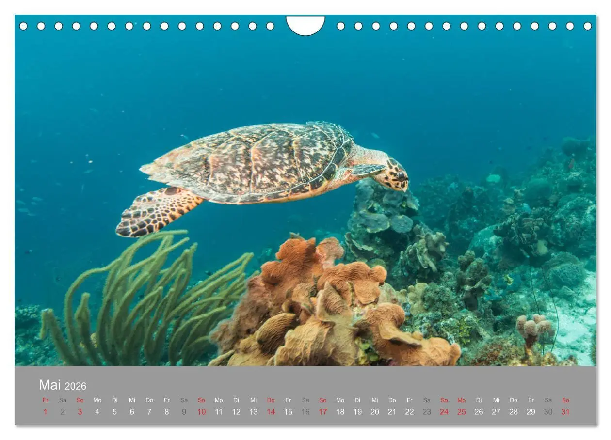 Bild: 9783457893234 | Meeresschildkröten der Karibik (Wandkalender 2026 DIN A4 quer),...