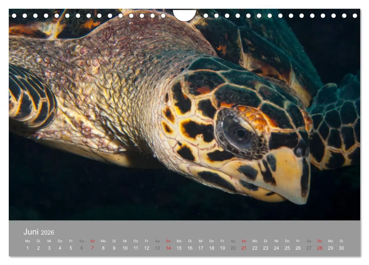 Bild: 9783457893234 | Meeresschildkröten der Karibik (Wandkalender 2026 DIN A4 quer),...