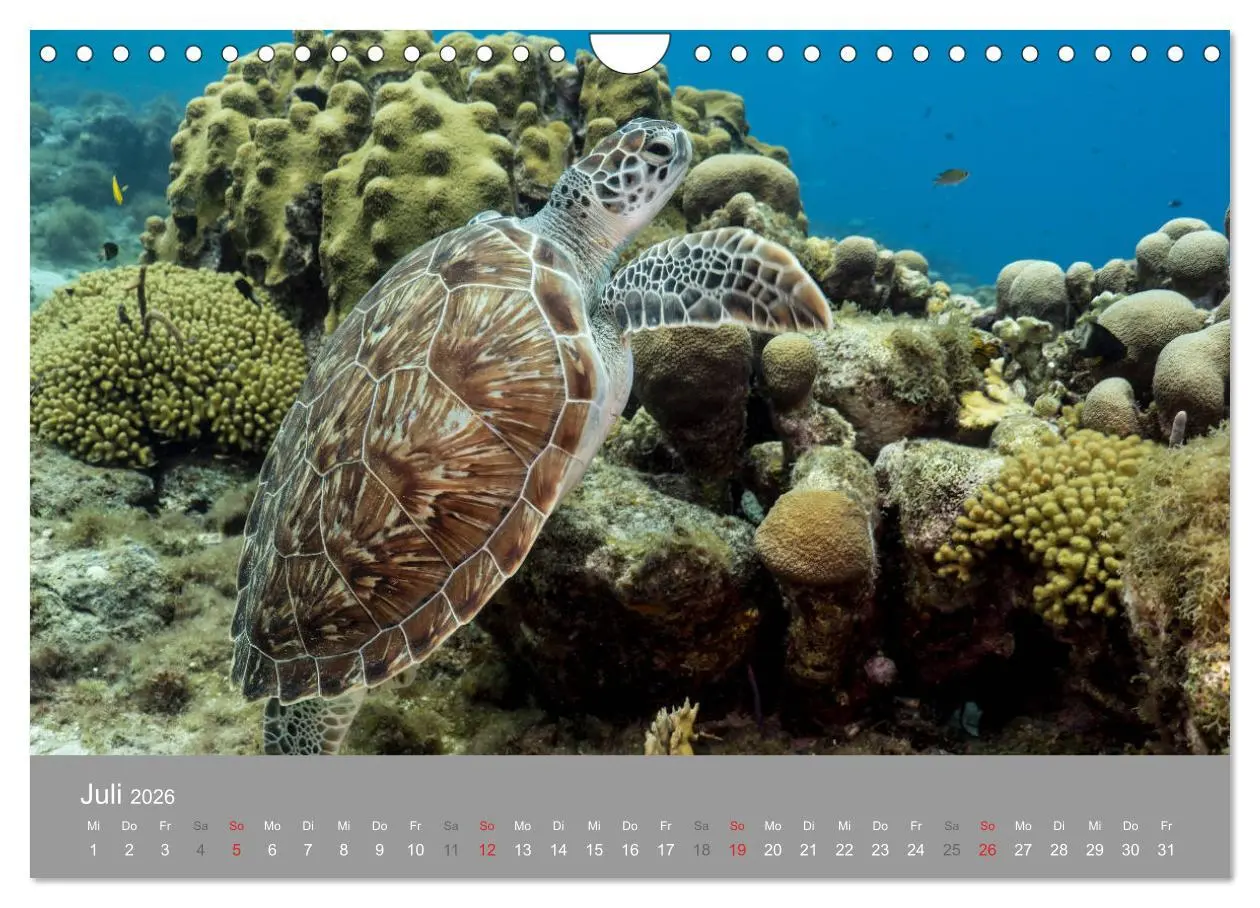Bild: 9783457893234 | Meeresschildkröten der Karibik (Wandkalender 2026 DIN A4 quer),...
