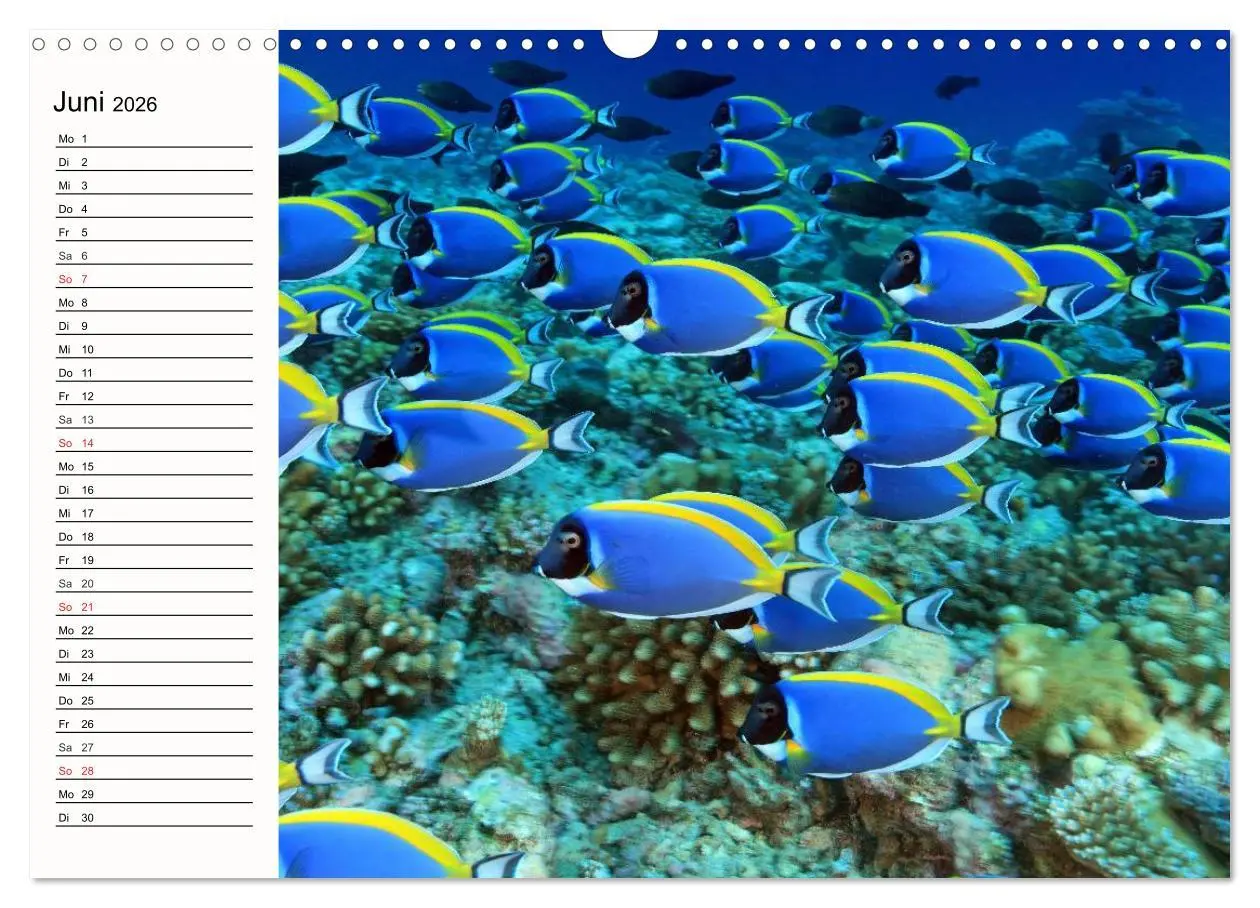 Bild: 9783457963234 | Paradiese. Karibik und Südsee über und unter Wasser (Wandkalender...