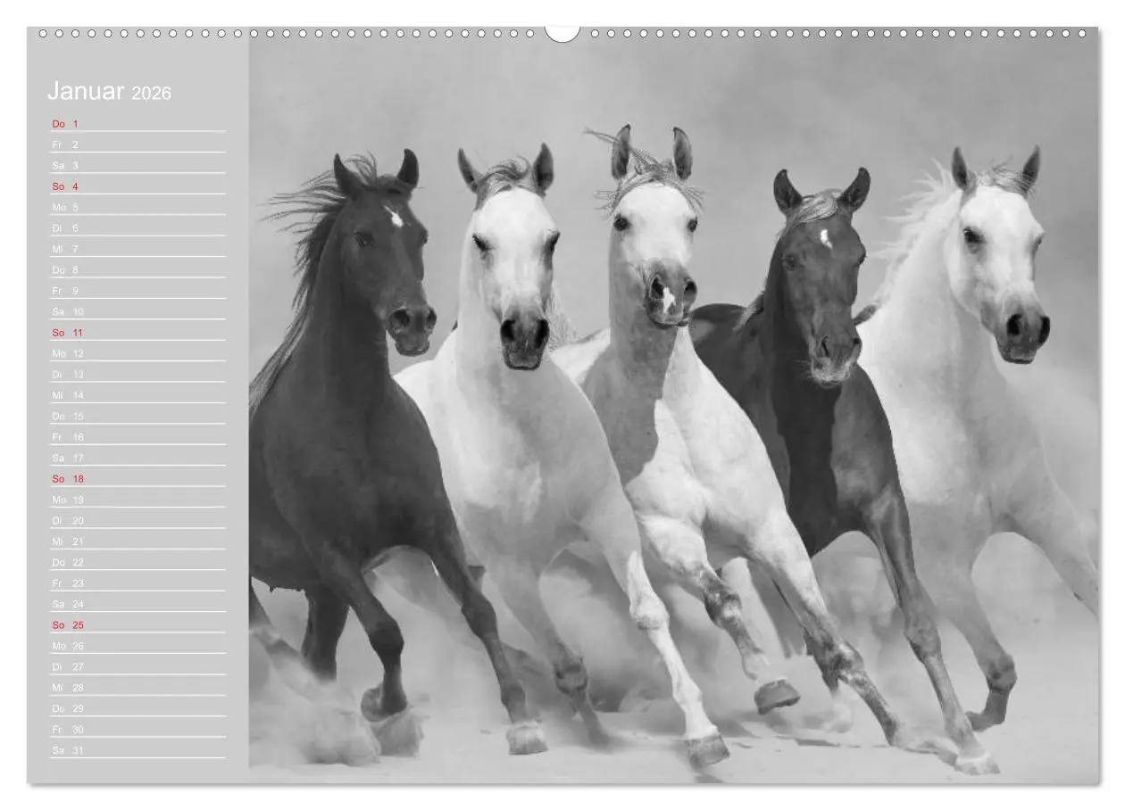 Bild: 9783516123234 | Arabische Pferde (hochwertiger Premium Wandkalender 2026 DIN A2...