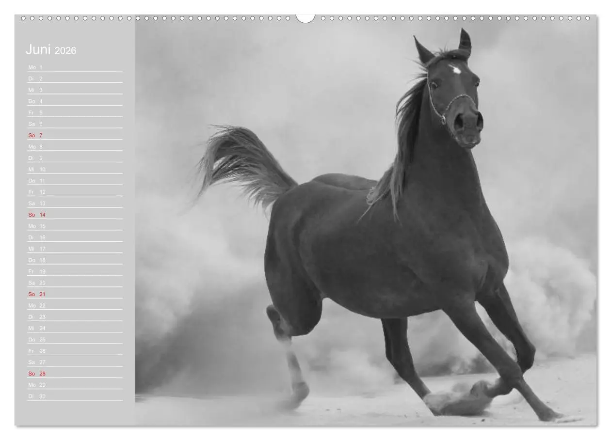Bild: 9783516123234 | Arabische Pferde (hochwertiger Premium Wandkalender 2026 DIN A2...