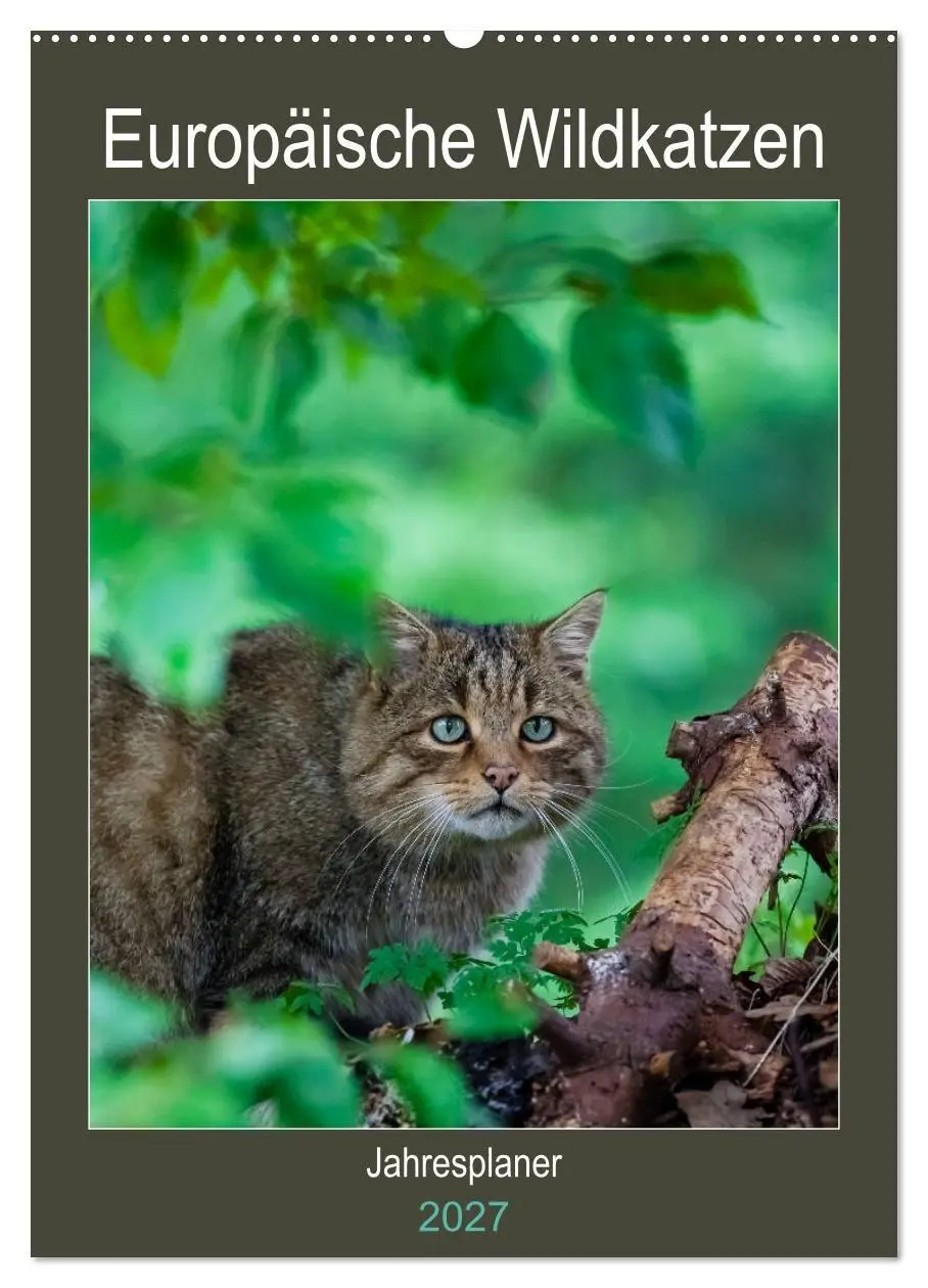 Cover: 9783569763234 | Europäische Wildkatzen - Jahresplaner (Wandkalender 2027 DIN A2...