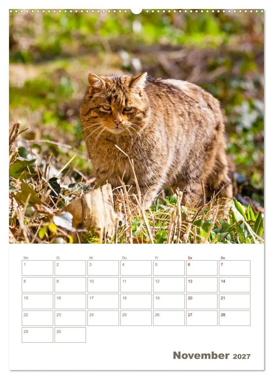 Bild: 9783569763234 | Europäische Wildkatzen - Jahresplaner (Wandkalender 2027 DIN A2...