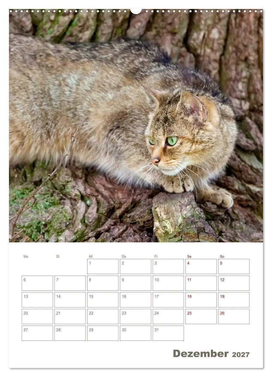 Bild: 9783569763234 | Europäische Wildkatzen - Jahresplaner (Wandkalender 2027 DIN A2...