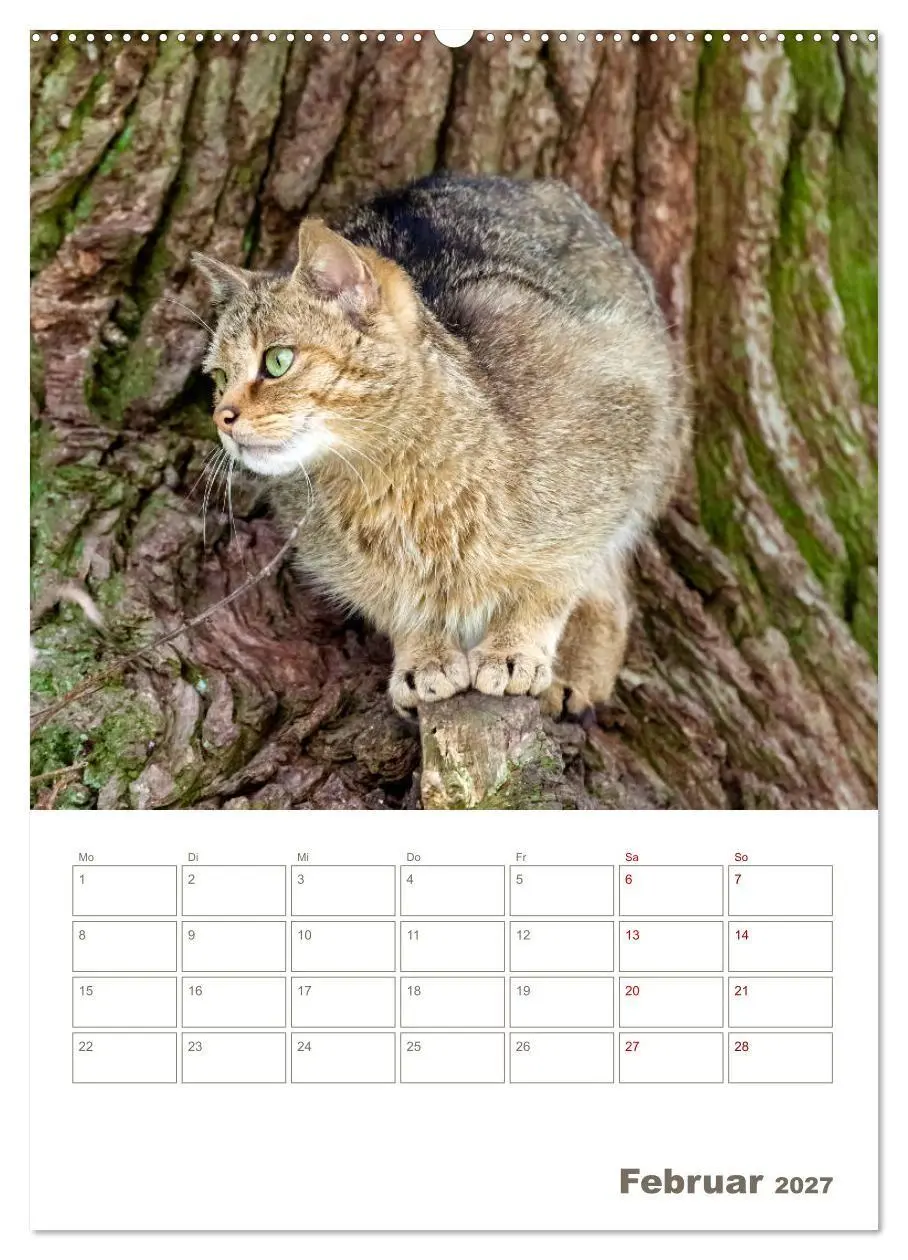 Bild: 9783569763234 | Europäische Wildkatzen - Jahresplaner (Wandkalender 2027 DIN A2...