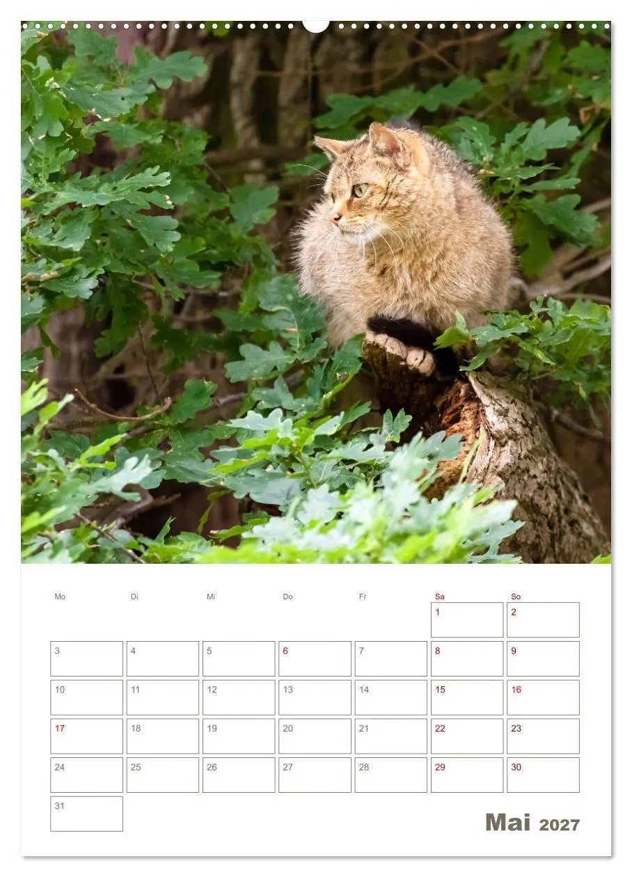 Bild: 9783569763234 | Europäische Wildkatzen - Jahresplaner (Wandkalender 2027 DIN A2...