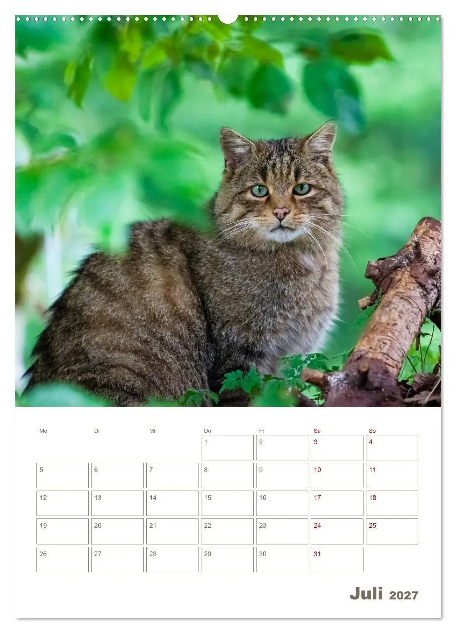 Bild: 9783569763234 | Europäische Wildkatzen - Jahresplaner (Wandkalender 2027 DIN A2...