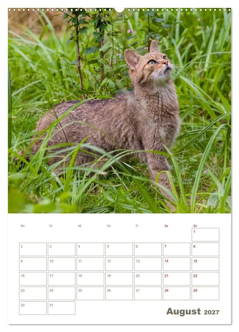 Bild: 9783569763234 | Europäische Wildkatzen - Jahresplaner (Wandkalender 2027 DIN A2...