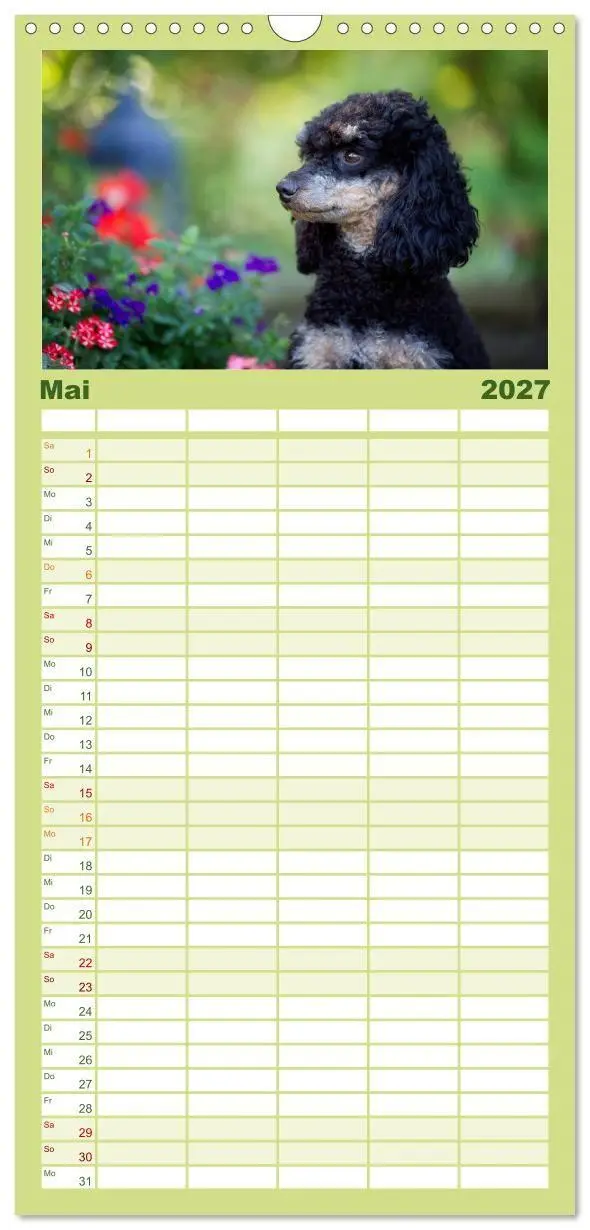 Bild: 9783594343234 | Familienplaner 2027 - Pudel mit 5 Spalten (Wandkalender, 21 x 45...