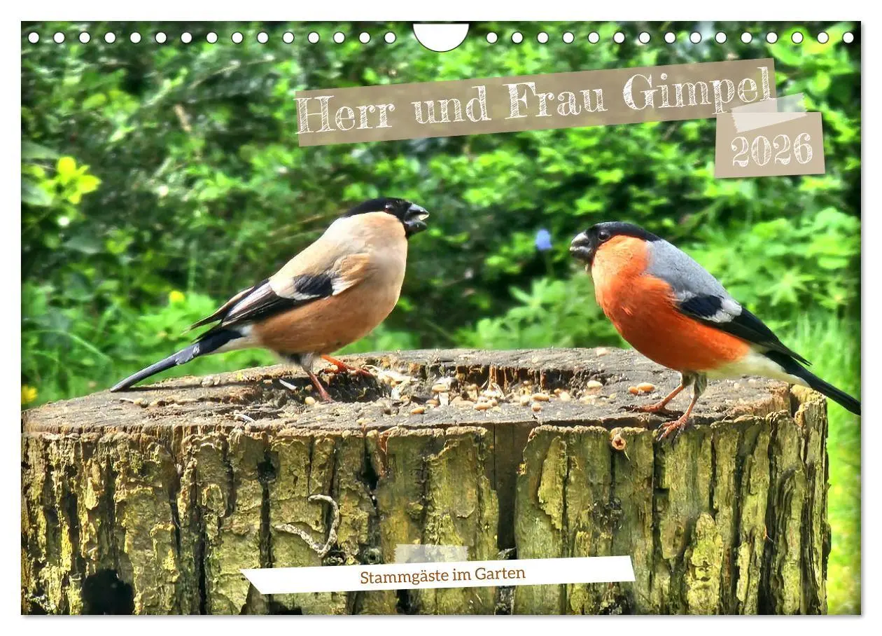 Cover: 9783457333334 | Herr und Frau Gimpel - Stammgäste im Garten (Wandkalender 2026 DIN...
