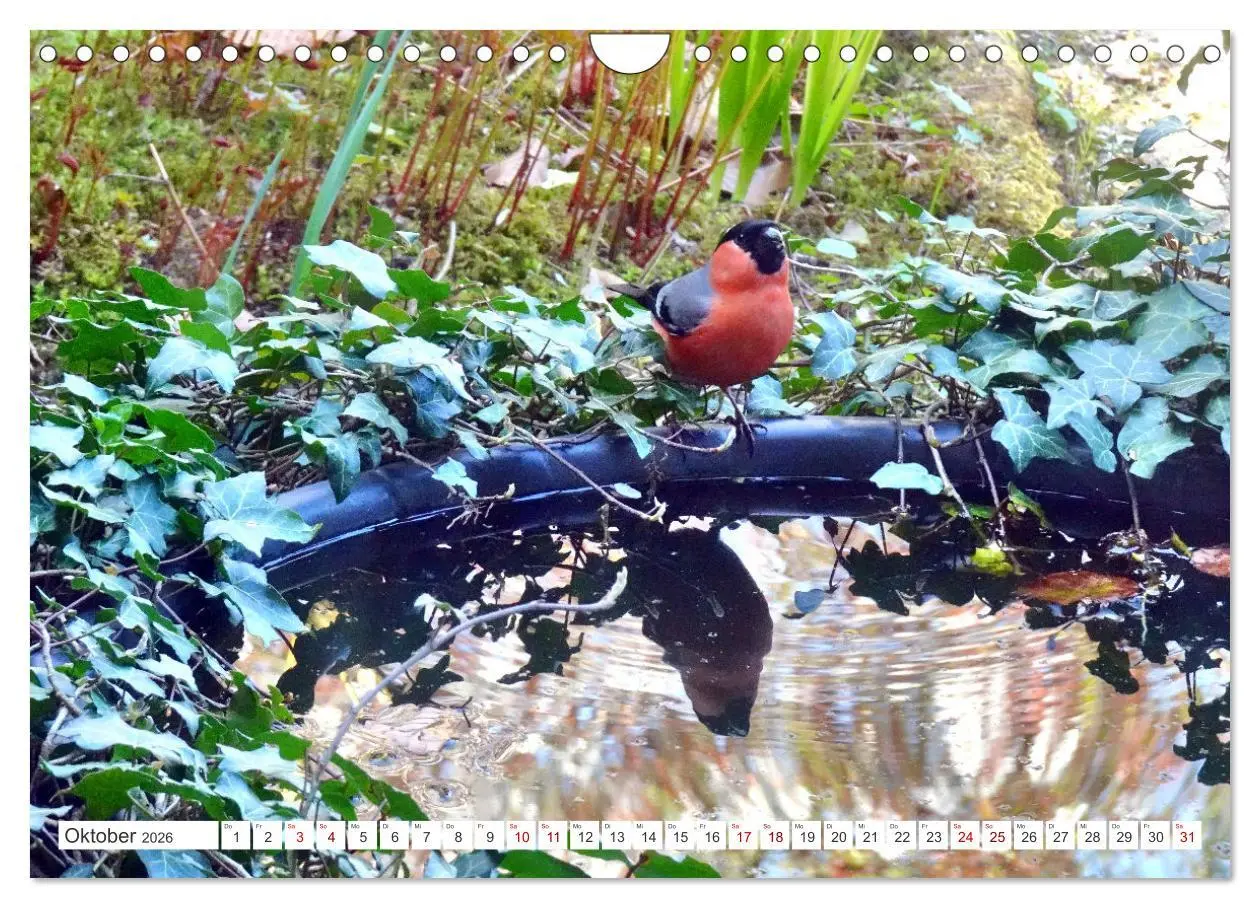Bild: 9783457333334 | Herr und Frau Gimpel - Stammgäste im Garten (Wandkalender 2026 DIN...