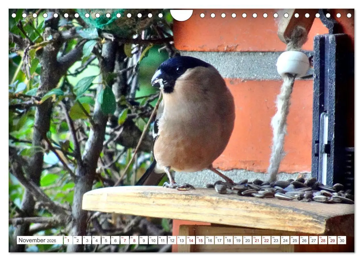 Bild: 9783457333334 | Herr und Frau Gimpel - Stammgäste im Garten (Wandkalender 2026 DIN...