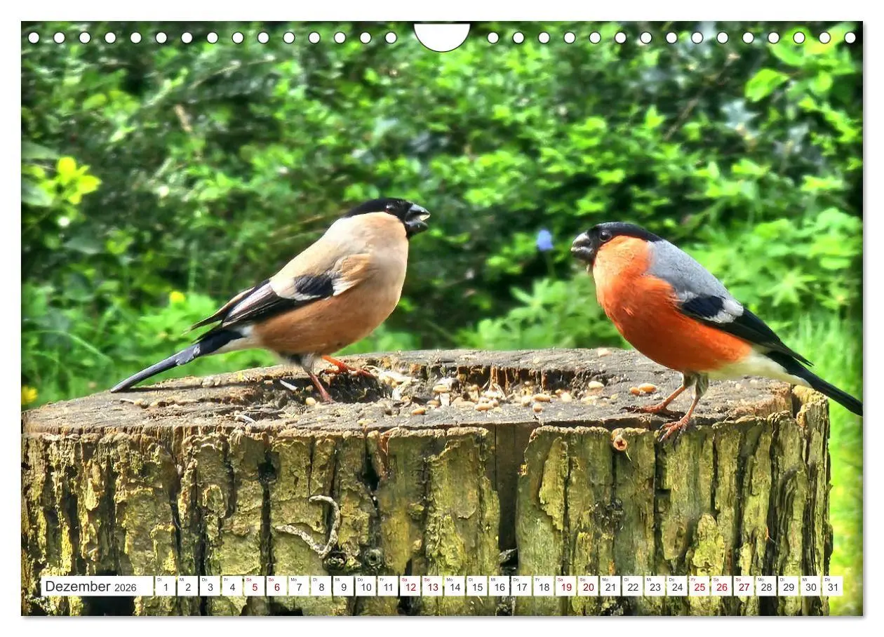 Bild: 9783457333334 | Herr und Frau Gimpel - Stammgäste im Garten (Wandkalender 2026 DIN...