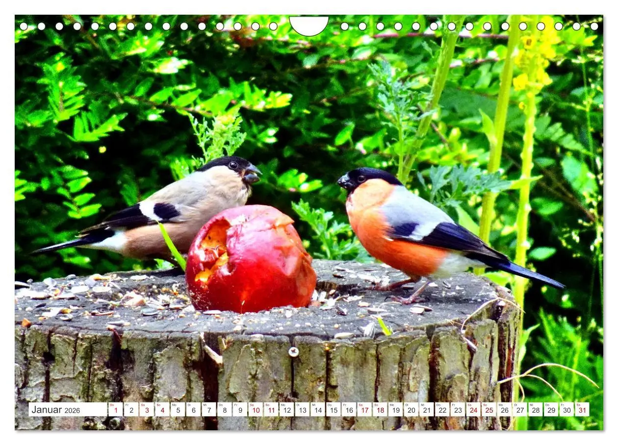 Bild: 9783457333334 | Herr und Frau Gimpel - Stammgäste im Garten (Wandkalender 2026 DIN...