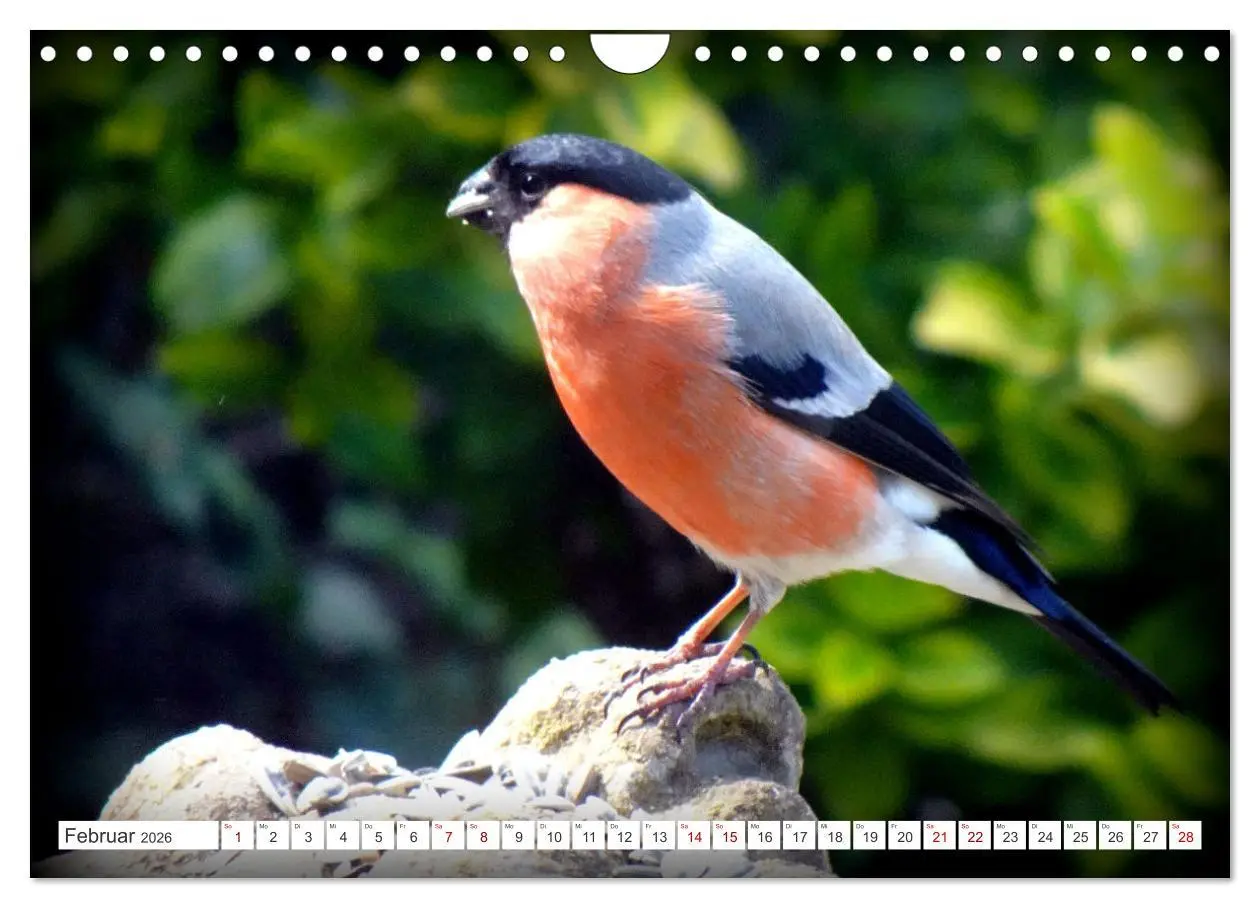 Bild: 9783457333334 | Herr und Frau Gimpel - Stammgäste im Garten (Wandkalender 2026 DIN...