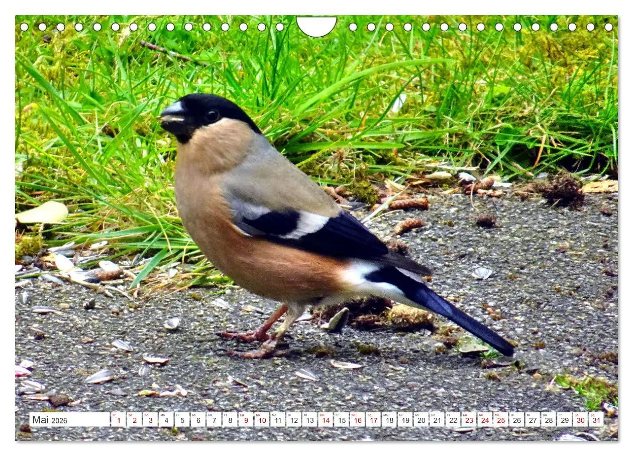 Bild: 9783457333334 | Herr und Frau Gimpel - Stammgäste im Garten (Wandkalender 2026 DIN...