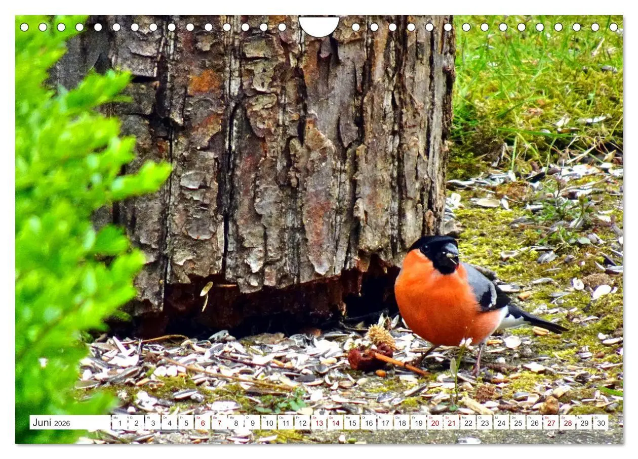 Bild: 9783457333334 | Herr und Frau Gimpel - Stammgäste im Garten (Wandkalender 2026 DIN...