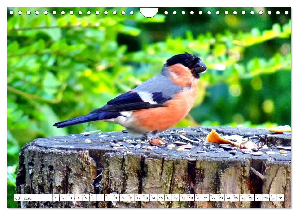 Bild: 9783457333334 | Herr und Frau Gimpel - Stammgäste im Garten (Wandkalender 2026 DIN...