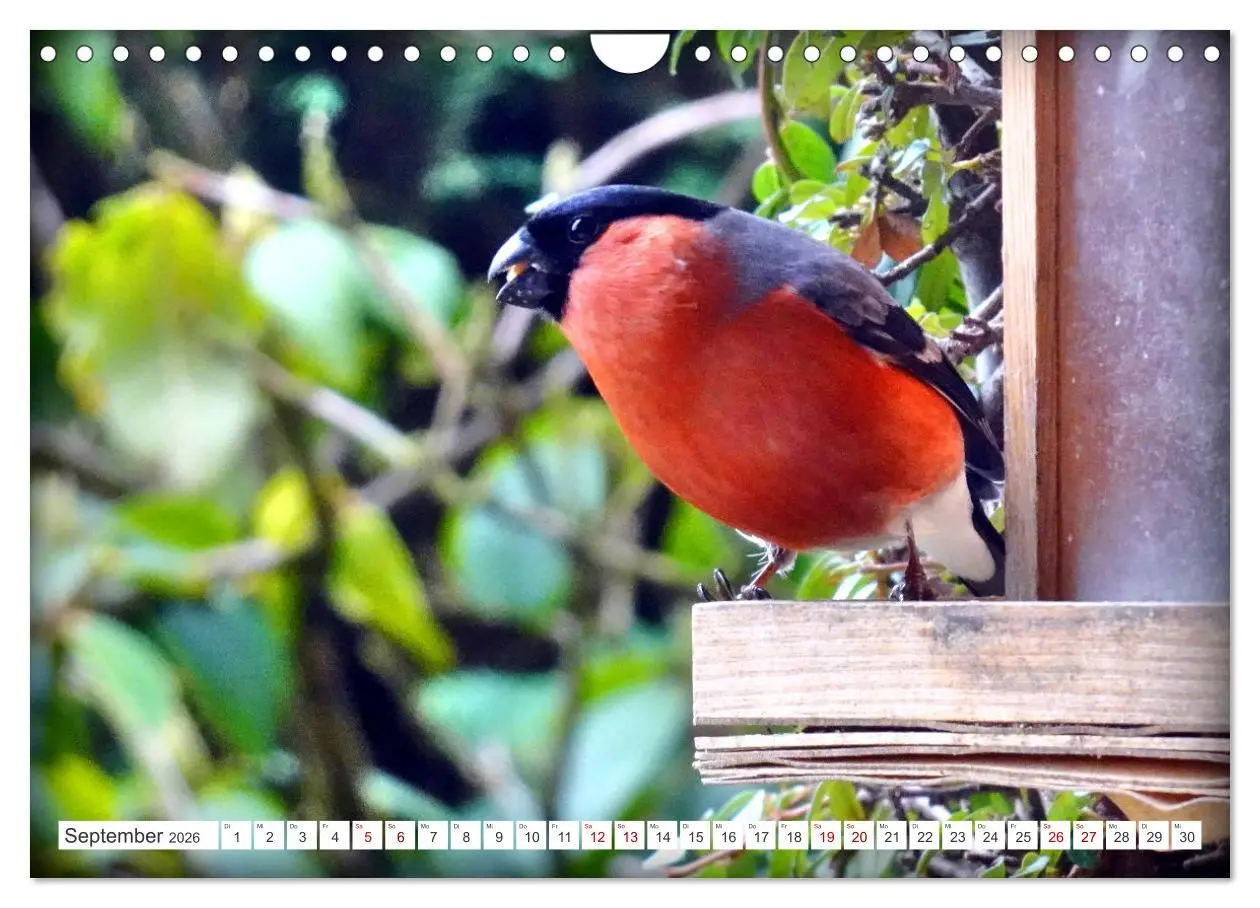 Bild: 9783457333334 | Herr und Frau Gimpel - Stammgäste im Garten (Wandkalender 2026 DIN...