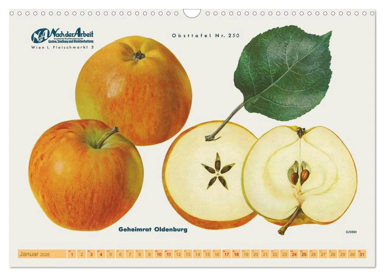 Bild: 9783457573334 | Alte Apfelsorten für Allergiker (Wandkalender 2026 DIN A3 quer),...
