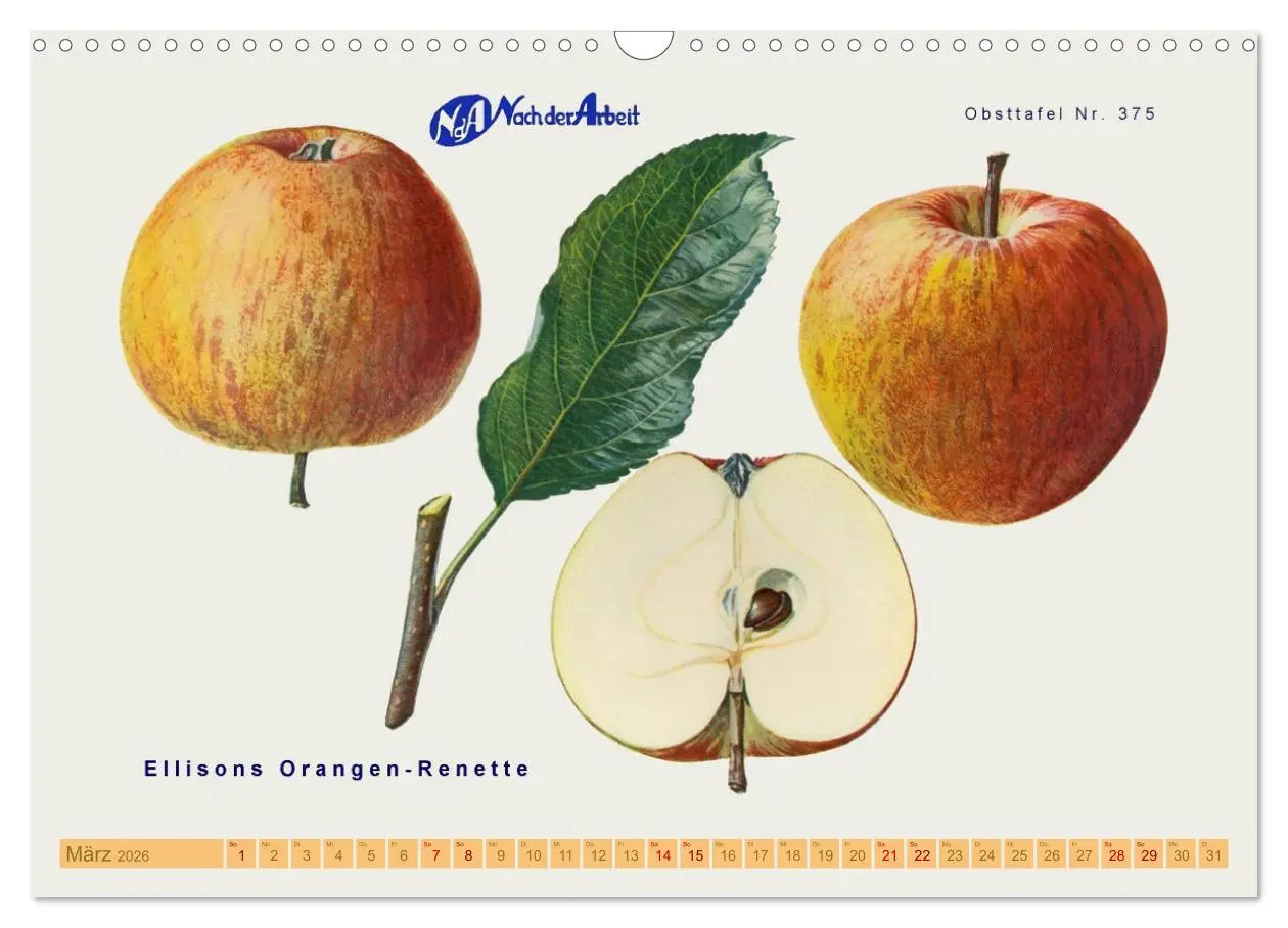 Bild: 9783457573334 | Alte Apfelsorten für Allergiker (Wandkalender 2026 DIN A3 quer),...