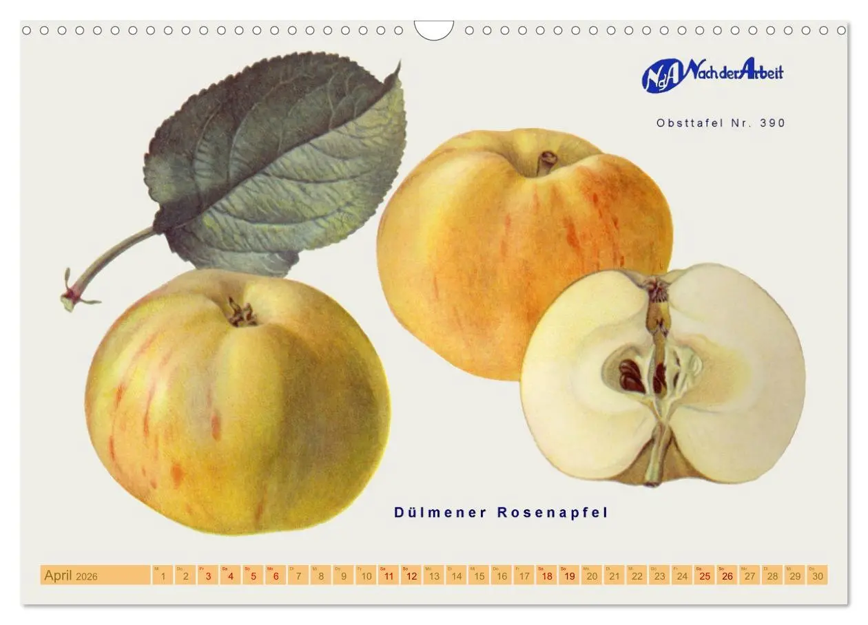 Bild: 9783457573334 | Alte Apfelsorten für Allergiker (Wandkalender 2026 DIN A3 quer),...
