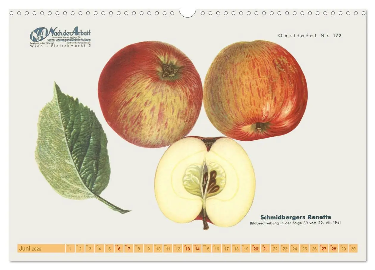 Bild: 9783457573334 | Alte Apfelsorten für Allergiker (Wandkalender 2026 DIN A3 quer),...