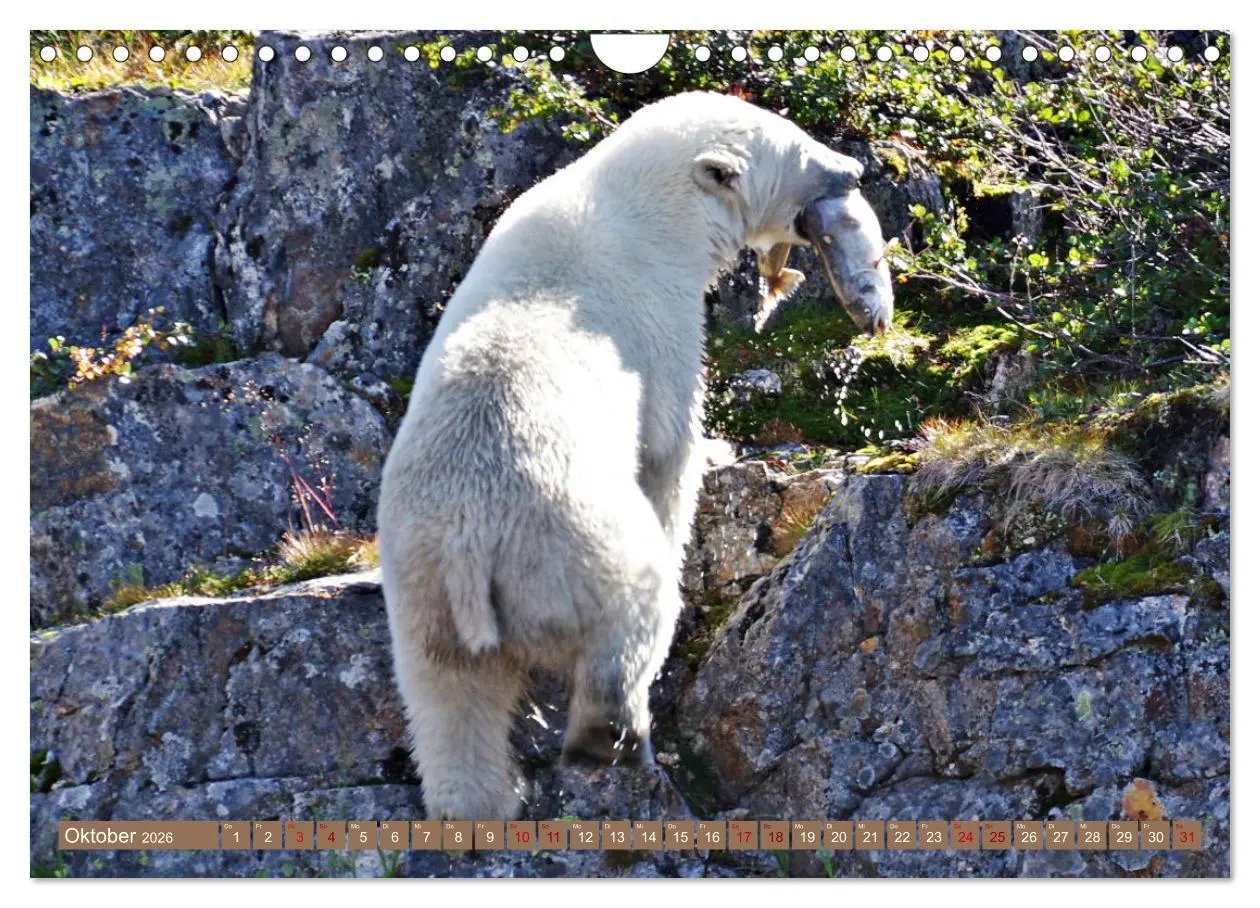 Bild: 9783457603734 | Wilde Bärenwelt (Wandkalender 2026 DIN A4 quer), CALVENDO...
