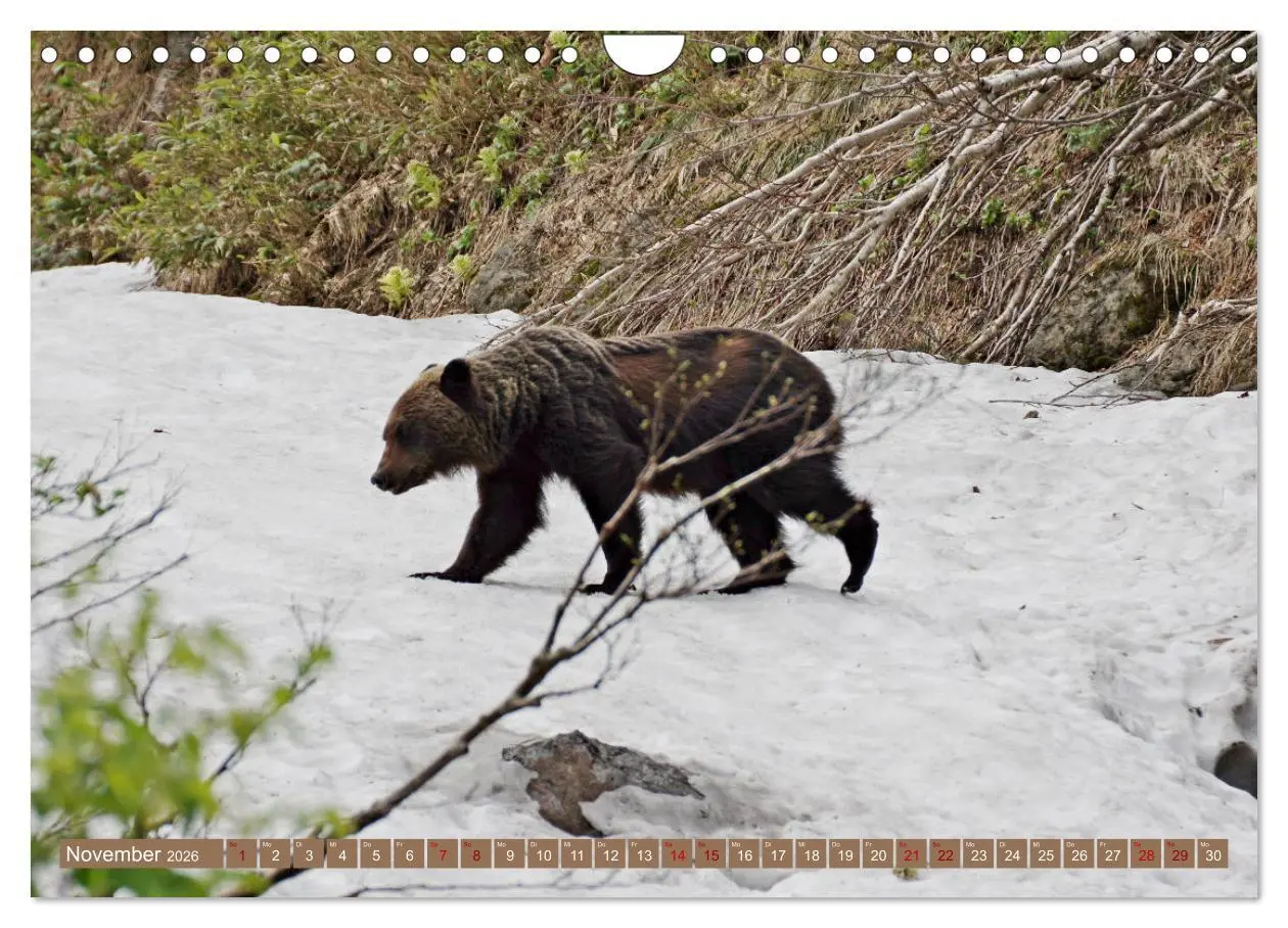 Bild: 9783457603734 | Wilde Bärenwelt (Wandkalender 2026 DIN A4 quer), CALVENDO...