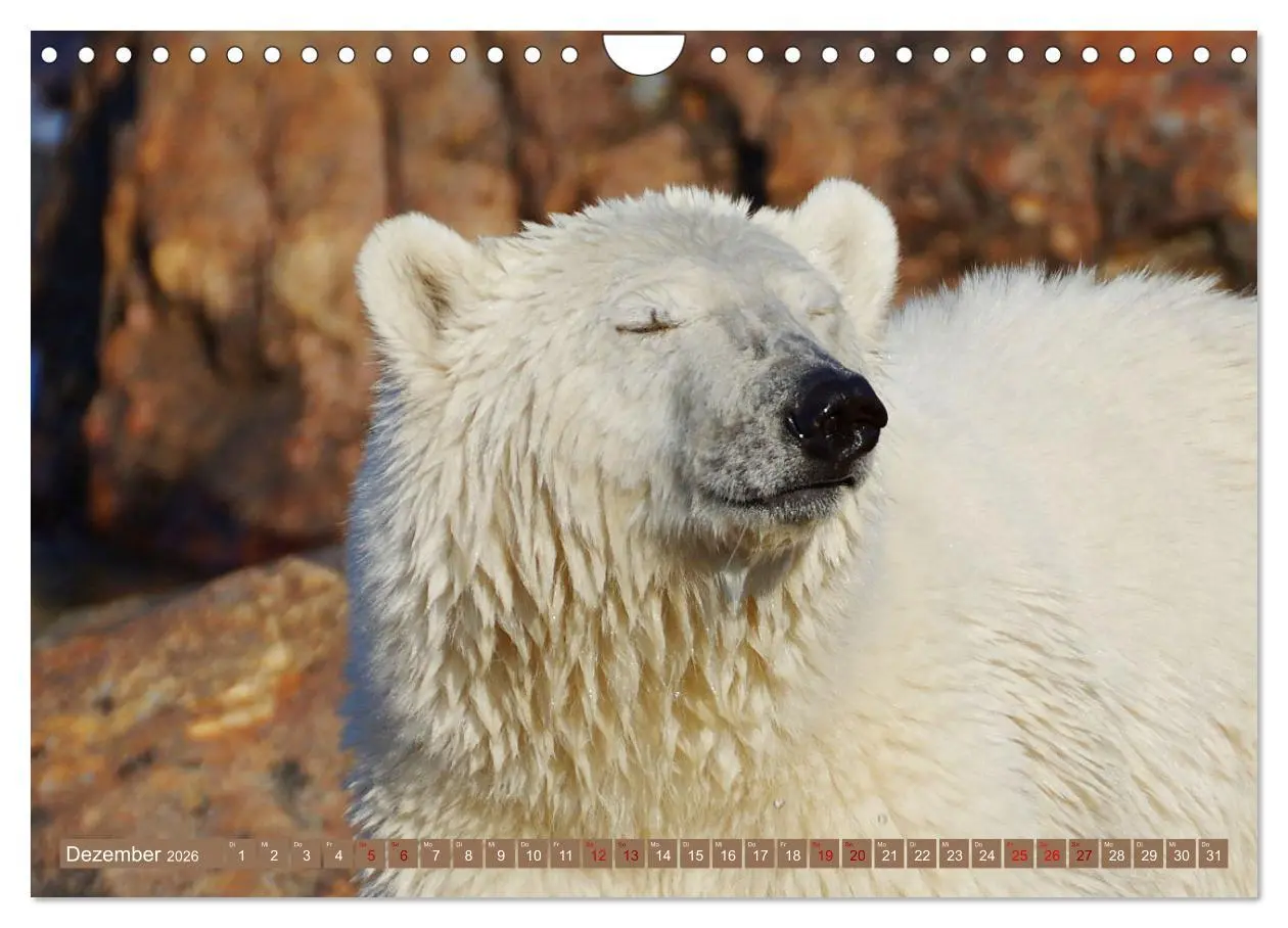 Bild: 9783457603734 | Wilde Bärenwelt (Wandkalender 2026 DIN A4 quer), CALVENDO...