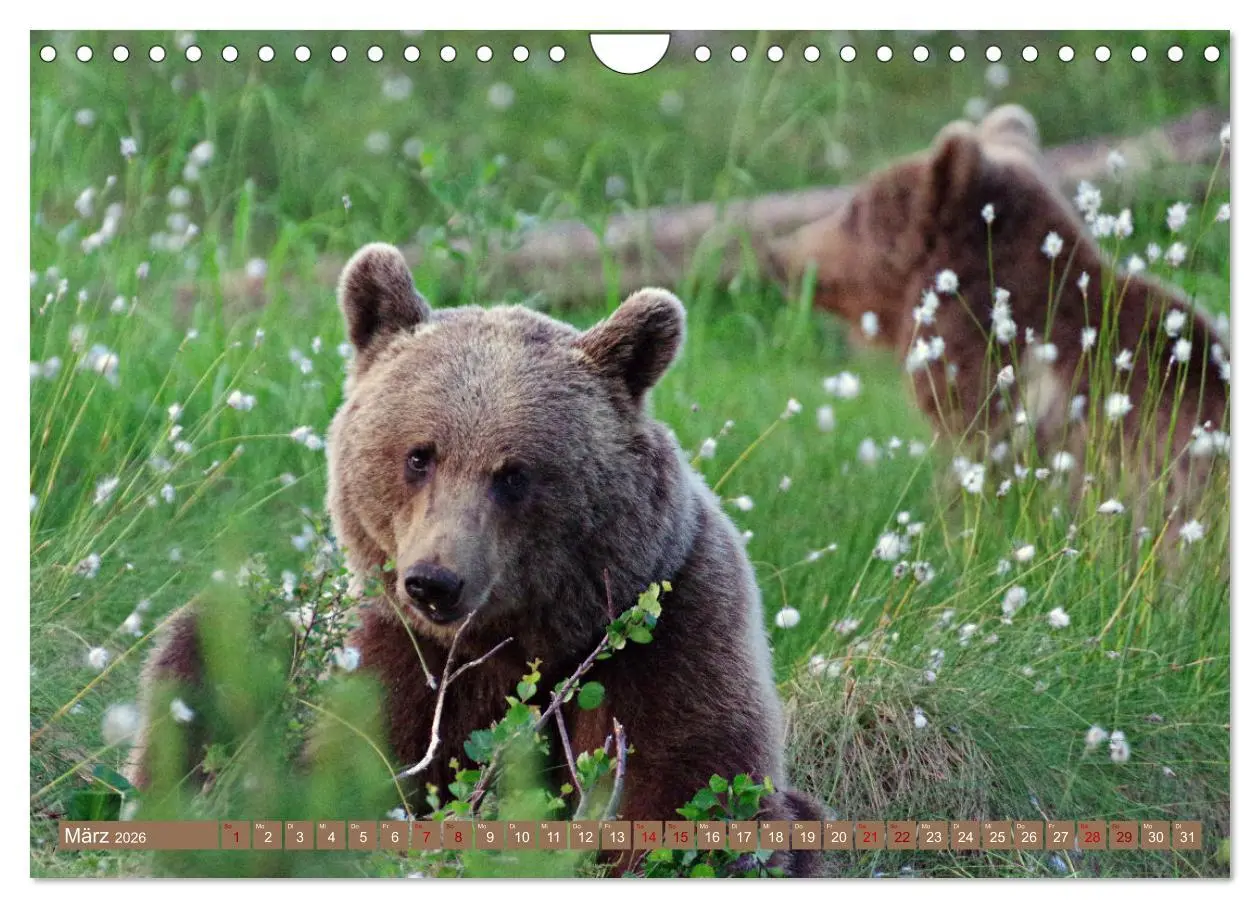 Bild: 9783457603734 | Wilde Bärenwelt (Wandkalender 2026 DIN A4 quer), CALVENDO...