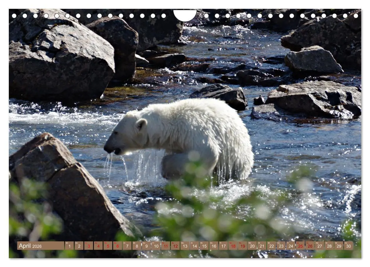 Bild: 9783457603734 | Wilde Bärenwelt (Wandkalender 2026 DIN A4 quer), CALVENDO...