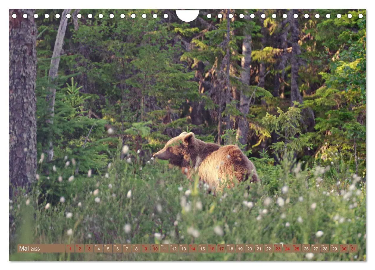 Bild: 9783457603734 | Wilde Bärenwelt (Wandkalender 2026 DIN A4 quer), CALVENDO...