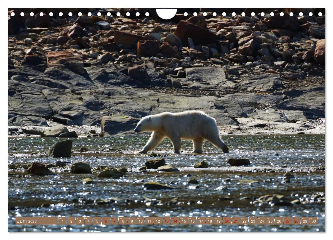 Bild: 9783457603734 | Wilde Bärenwelt (Wandkalender 2026 DIN A4 quer), CALVENDO...